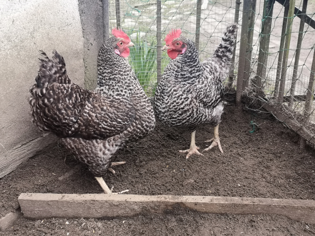Unsere Hühner Leonie und Klara