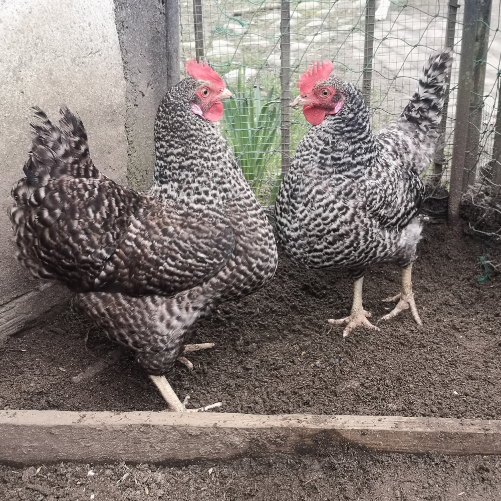Unsere Hühner Leonie & Klara
