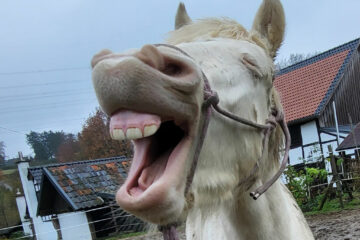 lachendespferd