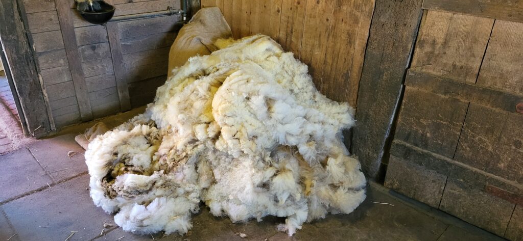 Frisch geschorene Wolle