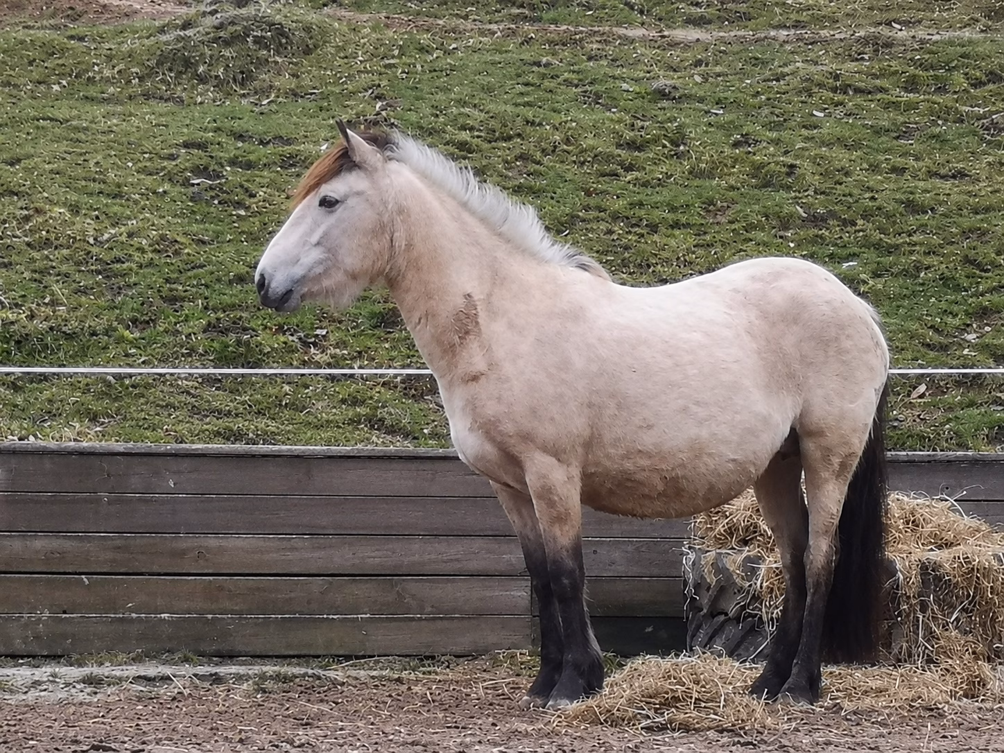 Unser Pony Keks